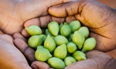 Kakadu Plum- The Potent Vitamin C!!