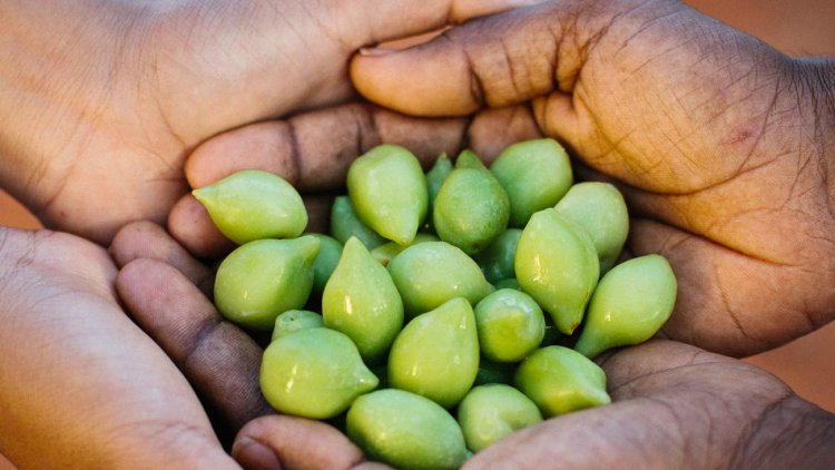 Kakadu Plum- The Potent Vitamin C!!