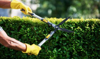 Top 4 Gardening Businesses - Sydney