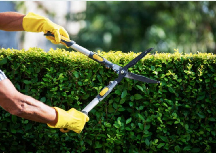 Top 4 Gardening Businesses - Sydney